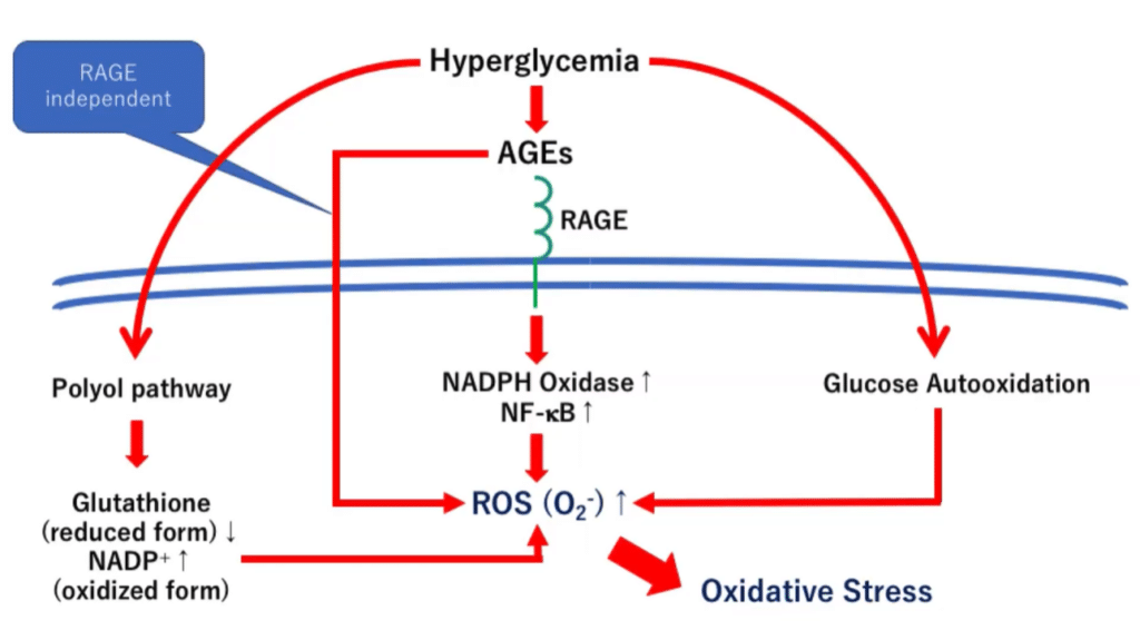 A diagram on how sugar leads to oxidative stress