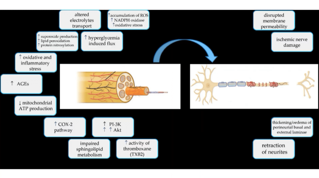 A Picture depicting reaction of neurites